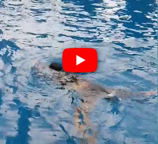1790582264657_5446340871447803048_5446340871447803048 (1) (1).mp4